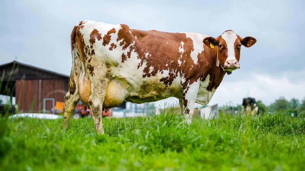  Agricultura, noua țintă a hackerilor. Roboții de muls din Elveția, sub atac. Printre suspecți sunt și români