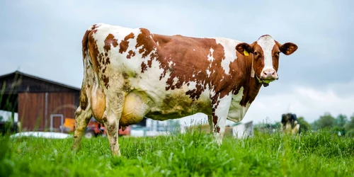 Vaca dintr-o fermă elvețiană Sursa Group Emmi com DMS