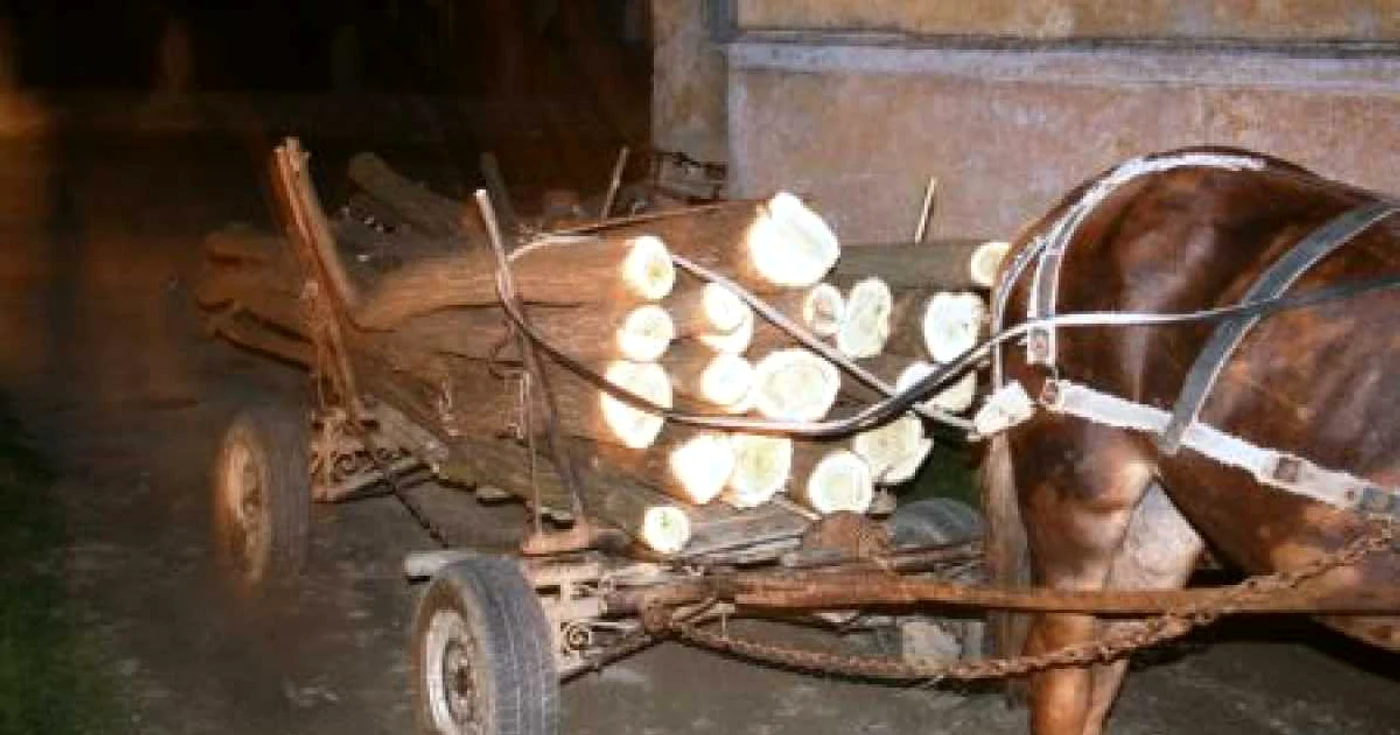Poliţiştii sunt cu ochii pe hoţii de lemne. Foto: Arhivă