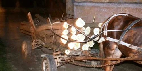 Poliţiştii sunt cu ochii pe hoţii de lemne. Foto: Arhivă