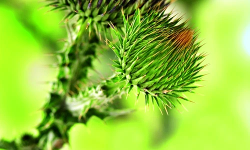 1 67667 original jpg jpeg