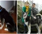 După ce a fost plimbată de la o familie la alta, Bella a găsit în sfârşit căminul de care avea nevoie  jpeg