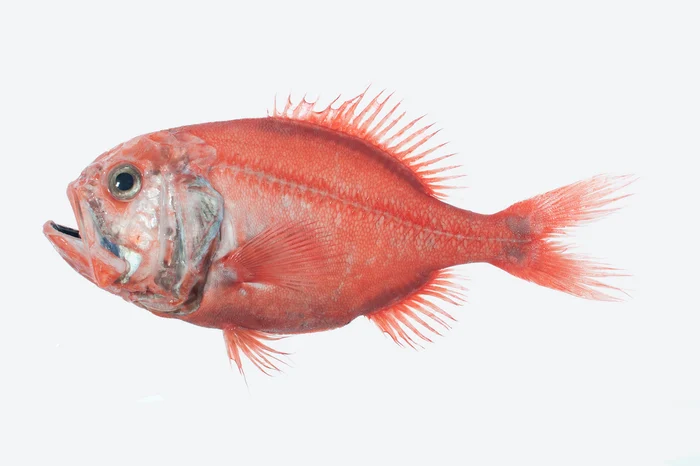 Orange roughy, clasat pe locul al doilea FOTO: X