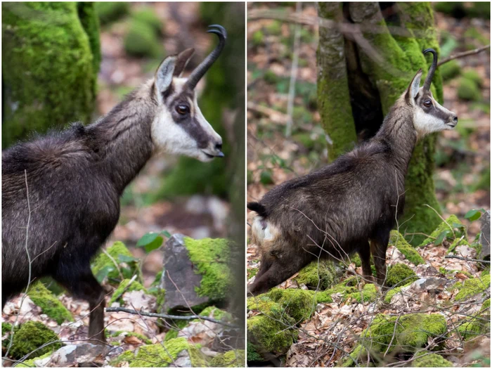 Capra neagră FOTO Parcul Natural Apuseni