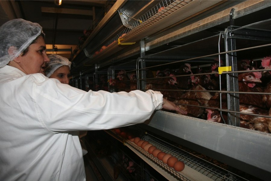 INS: Producţia de carne de pasăre a României s-a majorat în ianuarie 