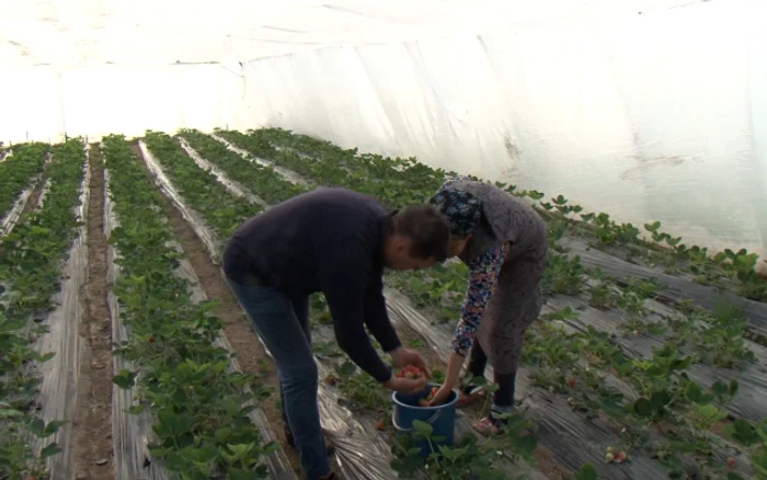 În sere plantele sunt pline de fructe, dar se coc greu - foto: Codrut Rebic