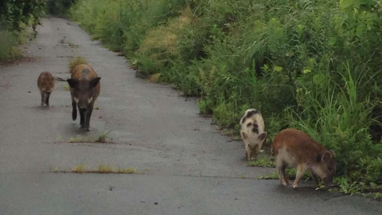 Porci mistreți de la Fukushima/FOTO:X
