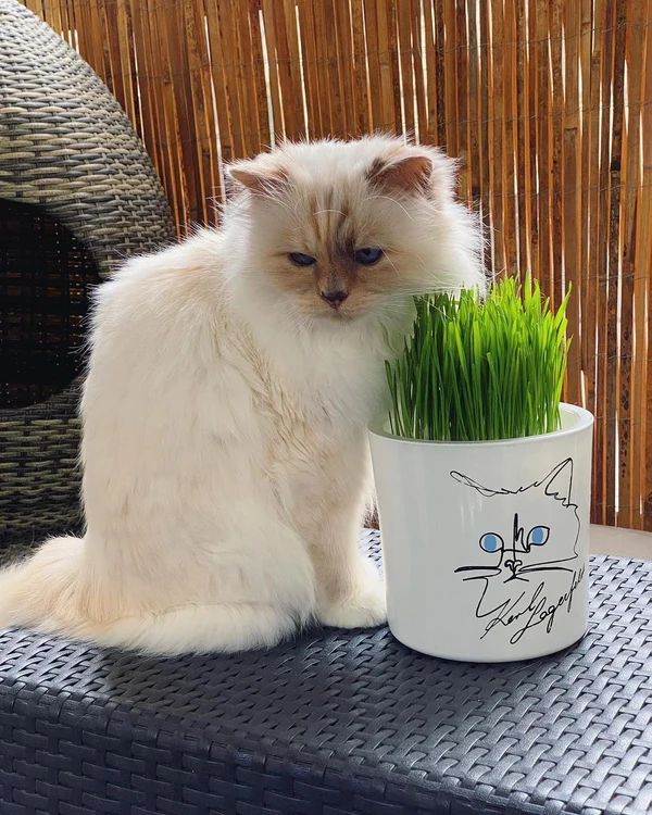 Choupette are peste 100.000 de urmăritori pe Instagram. / foto: choupetteofficiel/Instagram