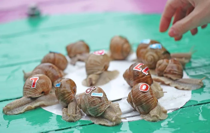 
    Pe locuri,  fiţi gata... Start!Fotografii: EPA  