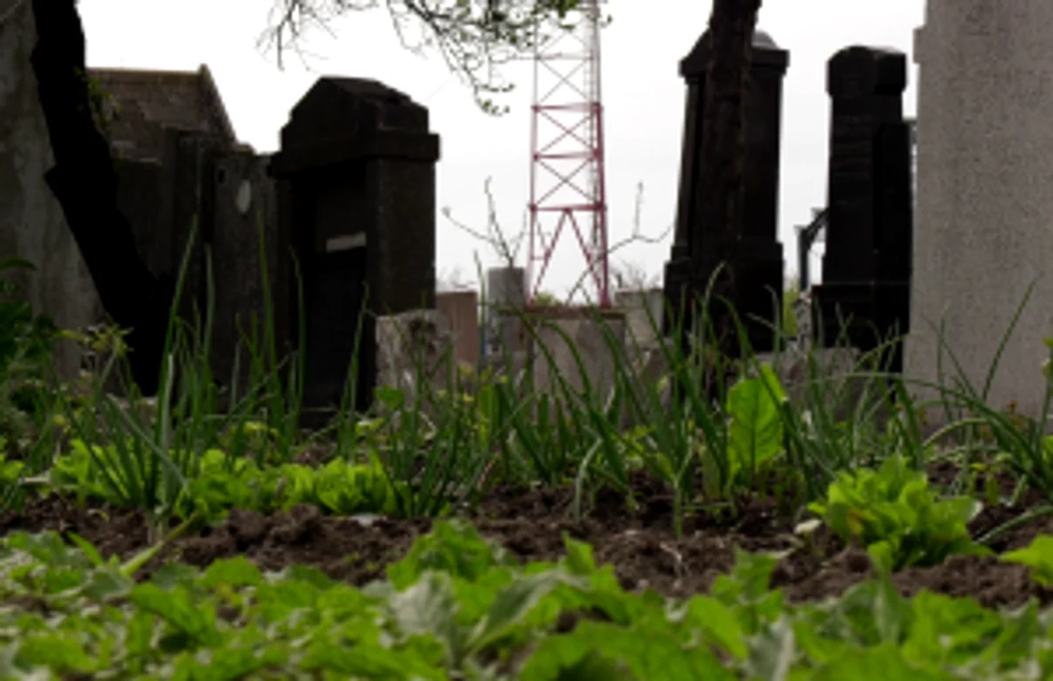 Cultura de ceapă verde din cimitirul evreiesc din Buzău FOTO Iulian Bunilă