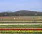 Ferma de lalele Holland Ridge din New Jersey SUA aprilie 2023 FOTO Profimedia (7) jpg