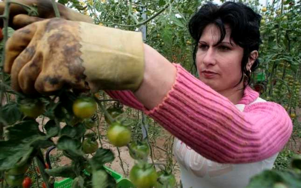 Românii sunt aşteptaţi la muncă în Danemarca