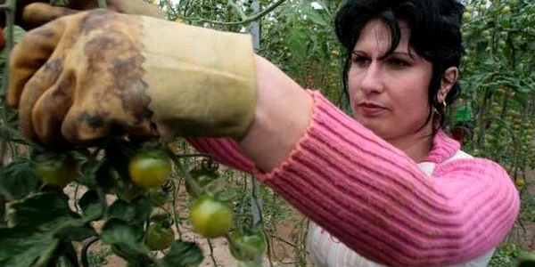 Fondurile pentru agricultură pot fi accesate pe internet