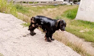 caine aruncat canal smoala pacura vaslui 724550 jpeg