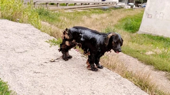 Câinele salvat de un iubitor de animale are arsuri grave de la smoală și păcură dar este sub tratamentFoto: vremeanoua.ro