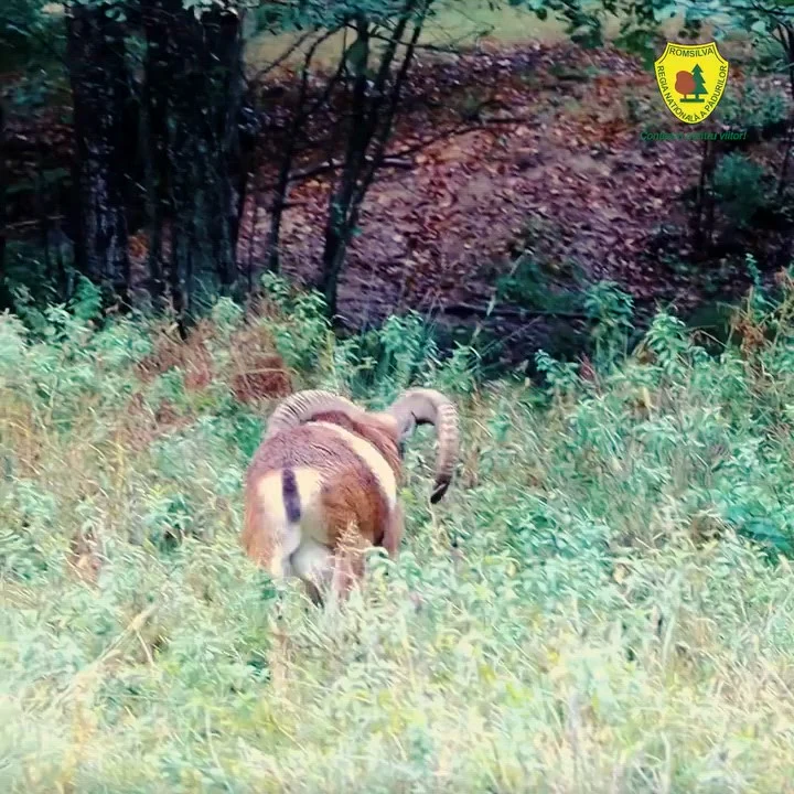 Mufloni în libertate în pădurile din România: imagini spectaculoase cu ultimele oi sălbatice din Europa