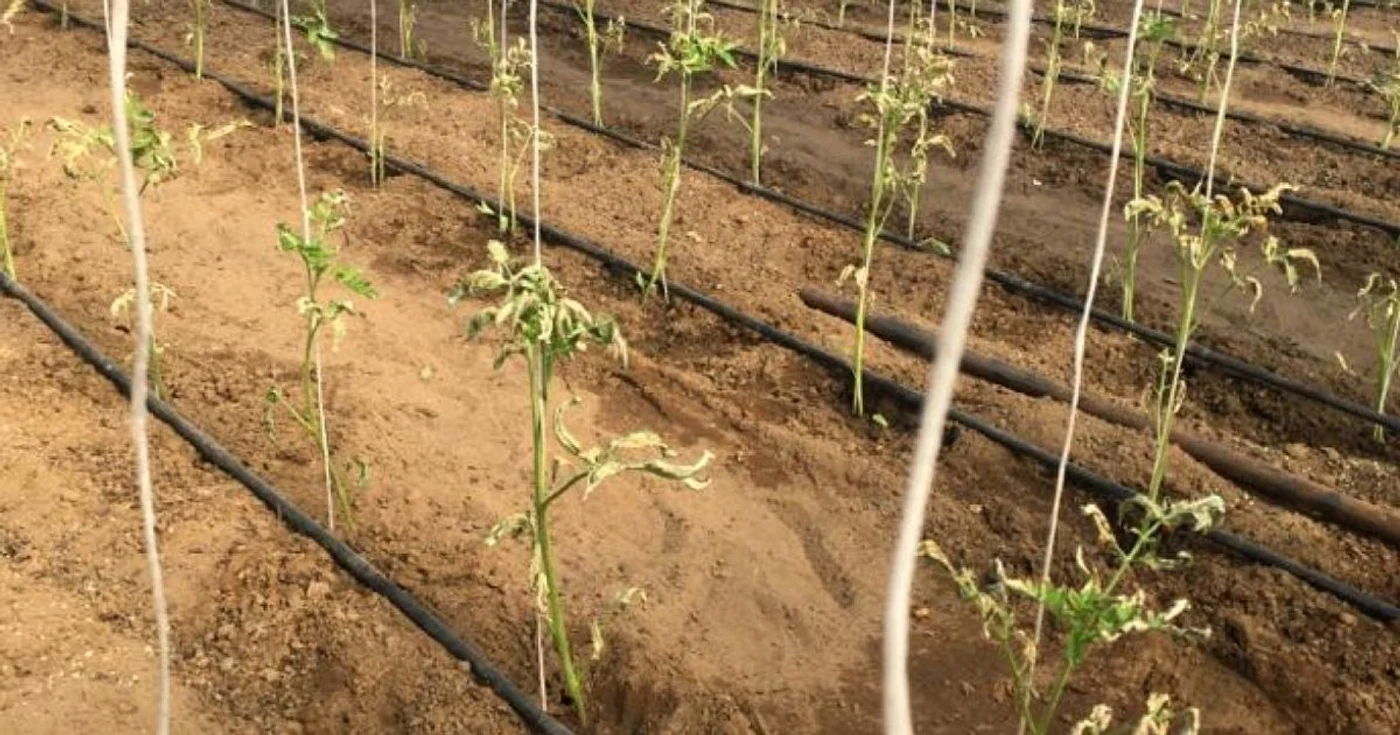 Culturi întregi de tomate au fost distruse de temperaturile scăzute din ultimele nopţi FOTO: arhiva  Ion Păunel