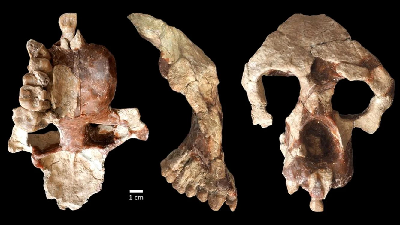 FOTO: Sevim-Erol, A., Begun, D.R., Sözer, Ç.S. et al., University of Toronto, EurekAlert