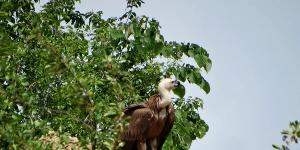 Vultur plesuv sur FOTO Parcul Natual Porţile de Fier