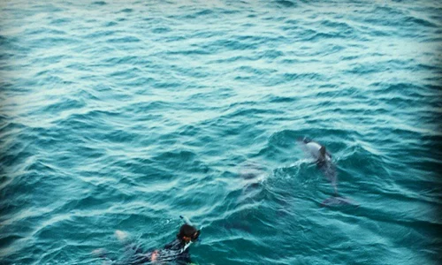 1517920 10152820695267766 1332215172644939842 n jpeg