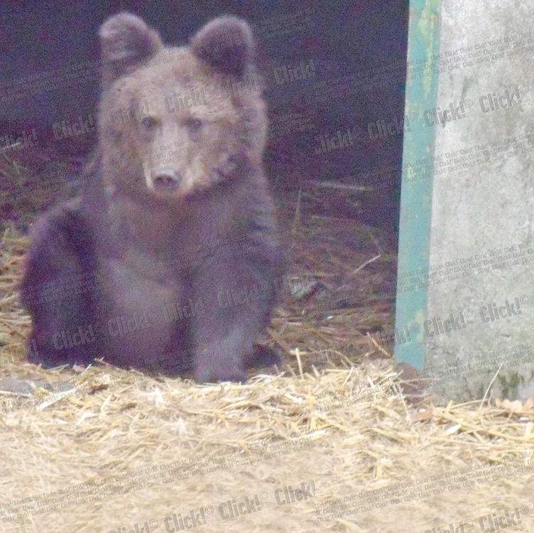 
    Micuţul a fost  botezat “Cinci lăbuţe”  
