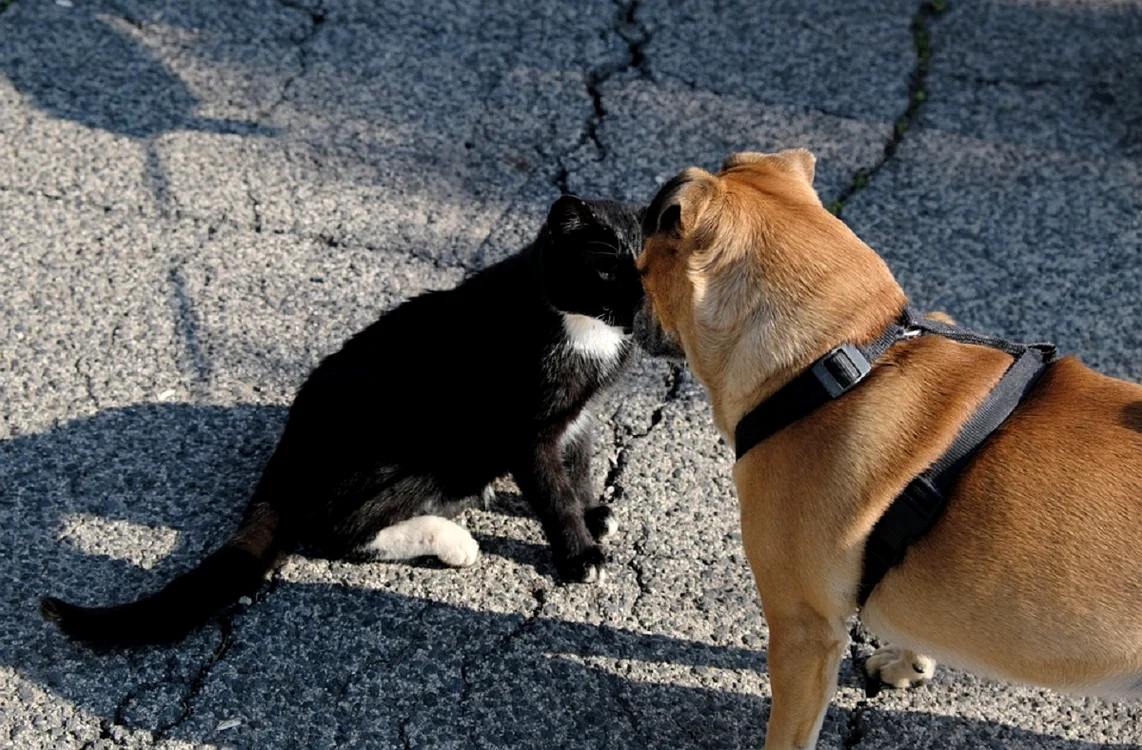 Animalele reușesc să mintă / FOTO: Pixabay