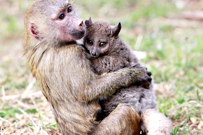 Nimic nu se compară  cu siguranţa pe care  o simte un pui atunci  când e lângă mama lui (Fotografii: Photoland / Wenn / Reuters)