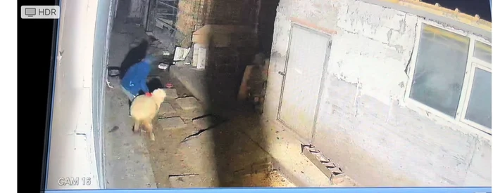Hoții au furat mai multe animale FOTO: Captura/video