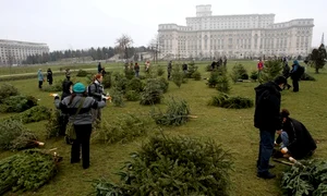 Brazi în parcul Izvor jpeg