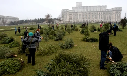 Brazi în parcul Izvor jpeg