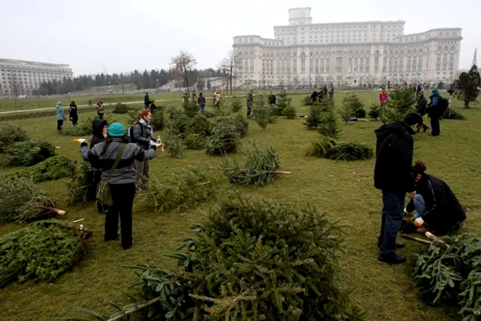 Brazi în parcul Izvor