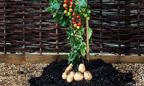planta rosii cartofi tomtato jpeg