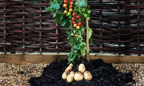 planta rosii cartofi tomtato jpeg