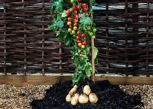 planta rosii cartofi tomtato jpeg