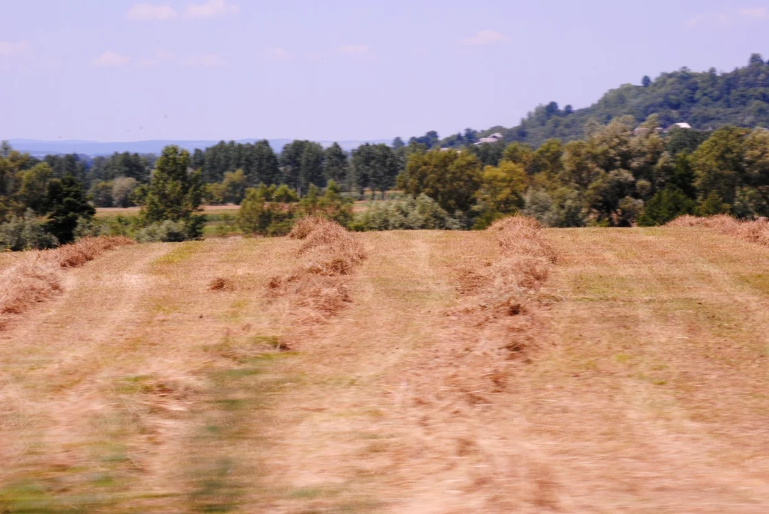 Inculpaţii au obţinut subvenţii, dar nu s-au ocupat de cultivarea terenurilor. FOTOArhivă.