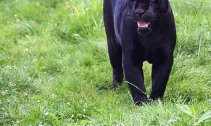 animal 8235692 1280 jpg