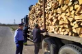 politisti care i opersc camioanele ce transporta lemn jpeg