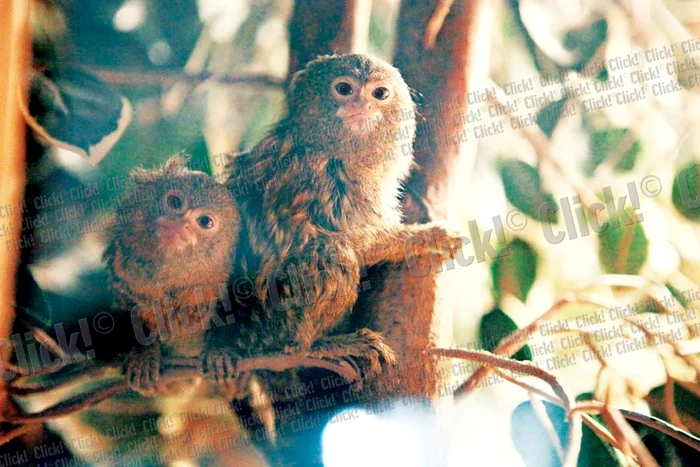 Gina şi Aurică au fost aduşi de la Sofia de câteva zile (Fotografii: Robert Sălceanu)