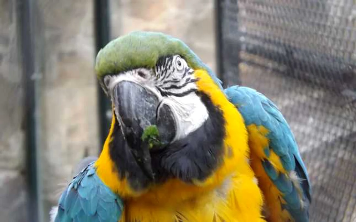 Zoo