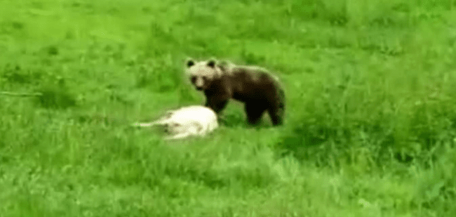 Sălbăticiunile flămânde vin tot mai aproape de sate. Stână de oi, atacată de un urs, în Maramureș