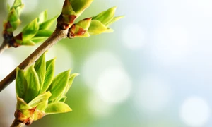 shutterstock 98326667 jpeg