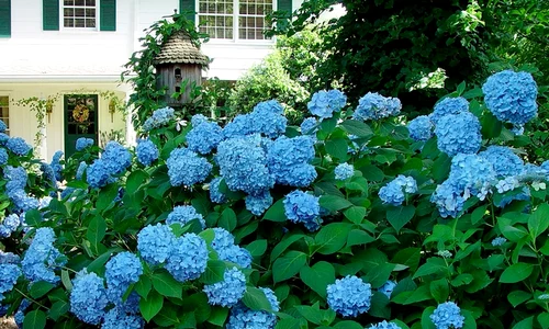 Aceste superbe flori sunt foarte periculoase, dacă inhalezi petalele şi frunzele jpeg
