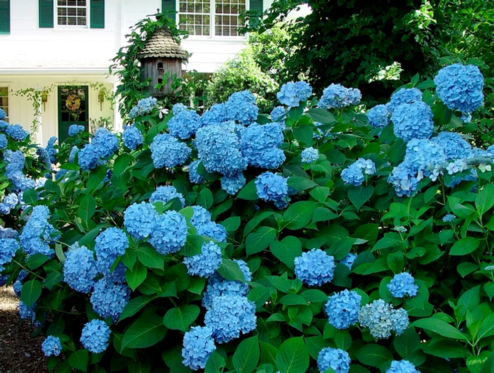 Aceste superbe flori sunt foarte periculoase, dacă inhalezi petalele şi frunzele