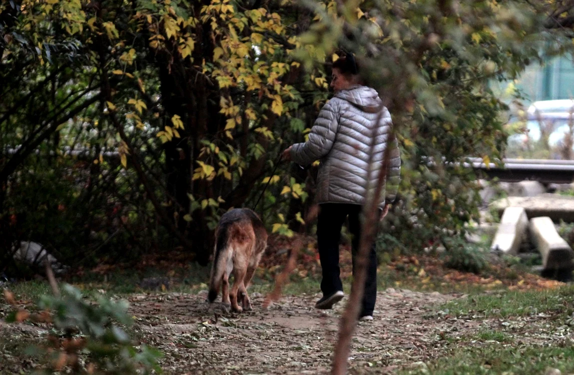 
    Irina Loghin, la plimbarea de seară, cu dragul ei Tomițăfoto: Mihai Ionescu / Blitz  