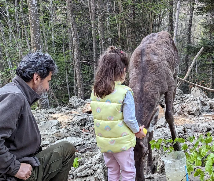 Animalul a fost salvat de medicul veterinar