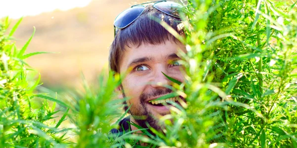 Baiat vesel in campul de marijuana Shutterstock