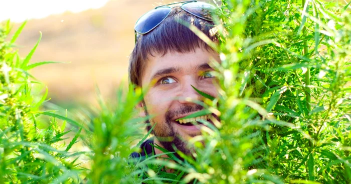 Adulţii care au consumat marijuana în tinereţe sunt predispuşi la boli psihice FOTO Shutterstock