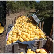 Pepenele-ananas Makuva foto FB Ionut Ursa fermier