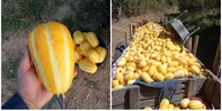 Pepenele-ananas Makuva foto FB Ionut Ursa fermier