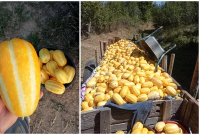 Pepenele-ananas Makuva foto FB Ionut Ursa fermier